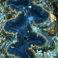 giant clam.jpg