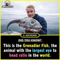 grenadier fish.jpg