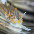 horned nudibranch.jpg