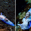 incredible-oceans-creatures-pics-21-6821dc81ca80e__700.jpg