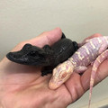 malanistic and albino alligators.jpg