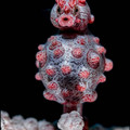 male seahorse.jpg