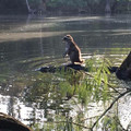 ocala national forest.jpg