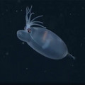 piglet squid.jpg