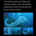pyrosome.jpg
