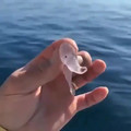 rare jellyfish - anophintia enchilada.mp4