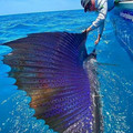 sailfish.jpg
