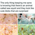 sea squirt.jpg