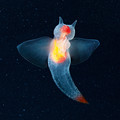 sea_angel.jpg