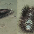 shimmering polychaete.jpg