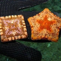 square starfish due to birth defect.jpg