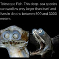 telescope fish.jpg