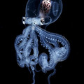transparent_octopus.jpg