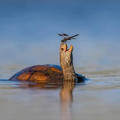 turtle and dragonfly.jpeg
