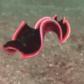 underwater_creature.gif