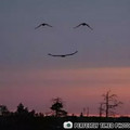 birds.webp
