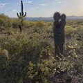 cacti.jpg