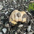 mushroom.jpg
