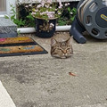 676287e0c5fbf_xbyexads01zc1-jpeg__700.jpg