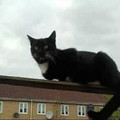 cat building.jpg