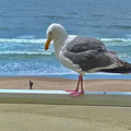 giant bird.jpg