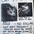cat found!!!.jpg