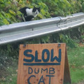 slow dumb cat.jpg