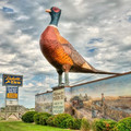 world's largest pheasant.jpg