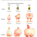 chicken weight.jpg