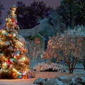 christmas tree 3.jpg